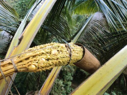 Auffangen-Kokosblueten-Nektar-in-Bambusgefaess
